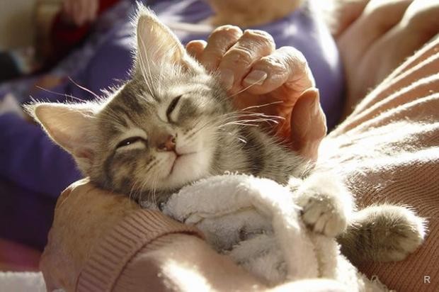 Ученые доказали, что кошки действительно снимают стресс