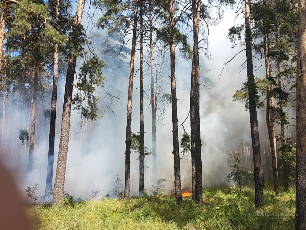 В районе Силикатного в Липецке горит трава в лесу (видео)