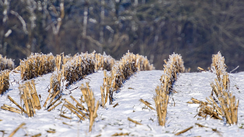 Без вспашки полей сеют пшеницу в Липецкой области