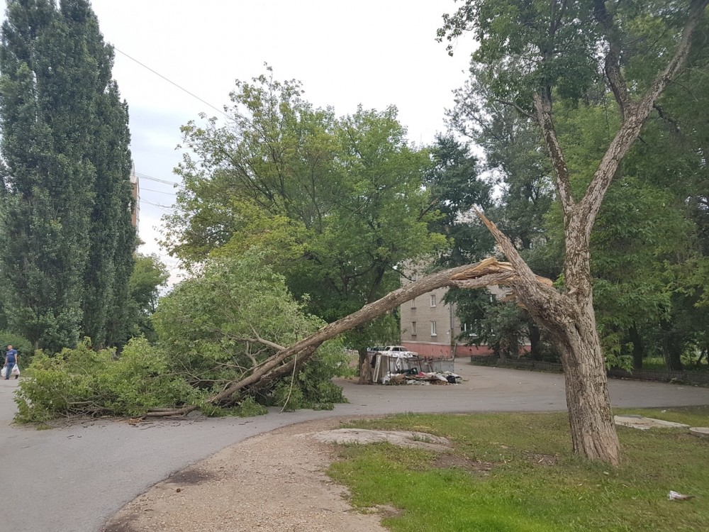 Дерево рухнуло на проезжую часть в Липецке