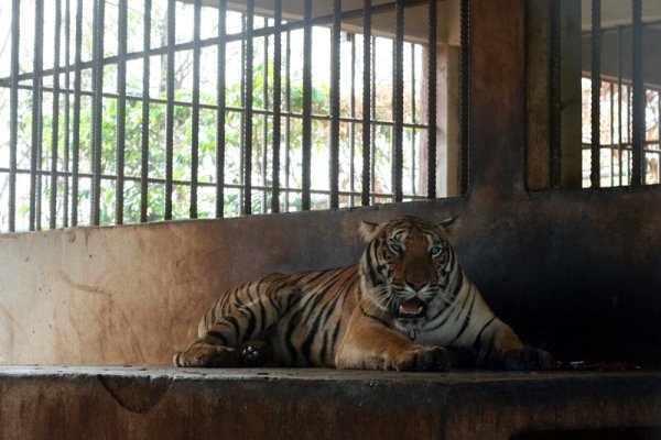 В Чебаркуле тигр из передвижного зоопарка укусил 5-летнего ребенка