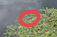 В Ярославле в прудах Парка Победы плавает живая черепаха