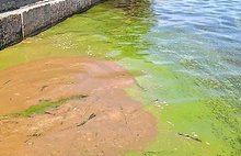 В Ярославле вода в Волге стала ядовито-зеленой