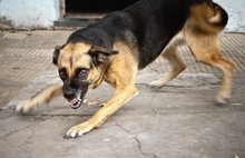 В Ярославской области бешенством заразилась домашняя собака