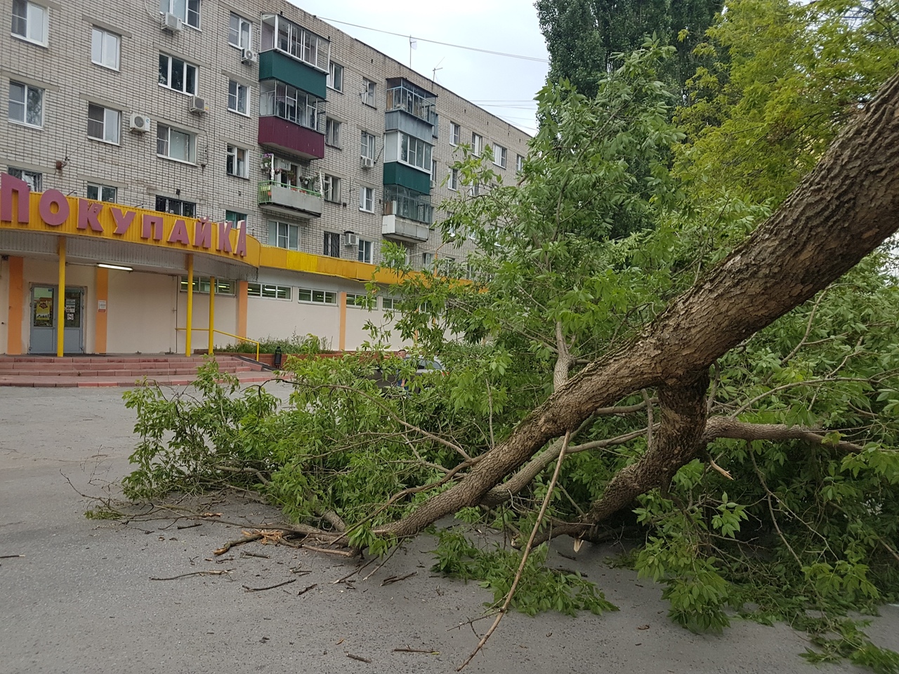 Дерево рухнуло на проезжую часть в Липецке