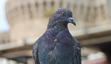 За жителями Лондона подглядывают голуби