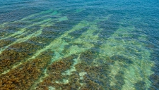 На эстонском пляже обнаружены ядовитые водоросли