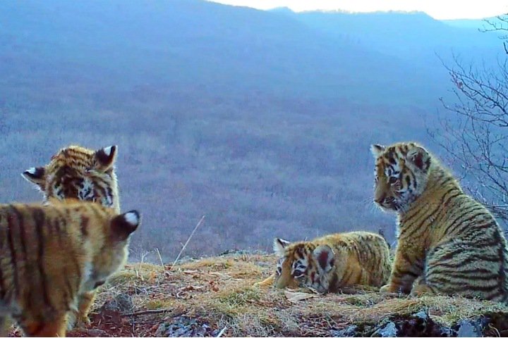 Видео дня: многодетная семья амурских тигров