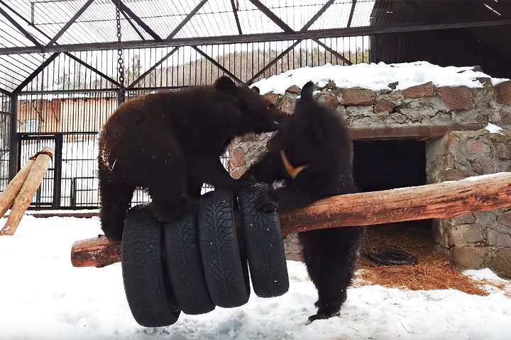 Расшалились: медвежата проснулись раньше мамы в красноярском зоопарке