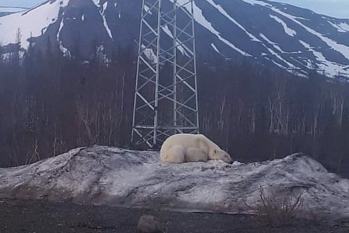 Белый медведь впервые за полвека замечен в Норильске