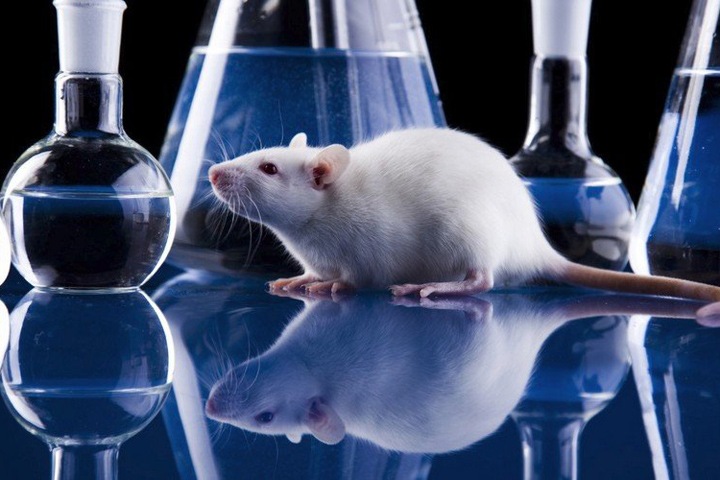 Сибирские ученые изучают способы корректировки проявления аутизма у мышей
