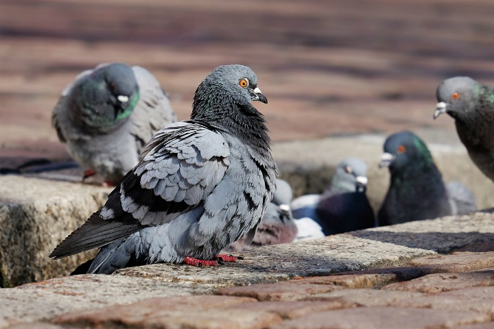 Власти призвали новосибирцев не кормить голубей