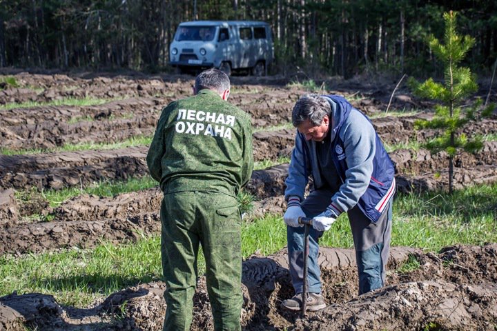 Новосибирские власти предложили штрафовать склады древесины