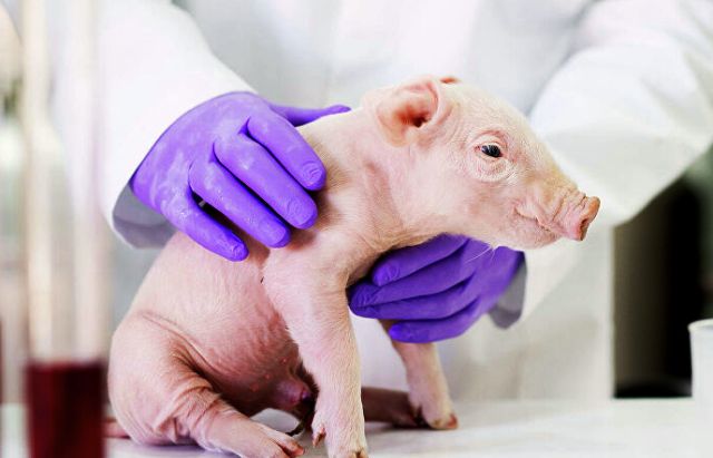 Человеку впервые пересадили свиную кожу