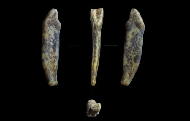 Палеонтологи нашли на Алтае зубы неандертальцев