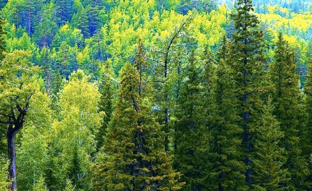 Ученые хотят создать лес нового поколения