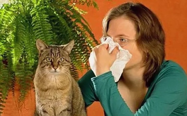 Чем лечить аллергию на животных у взрослых