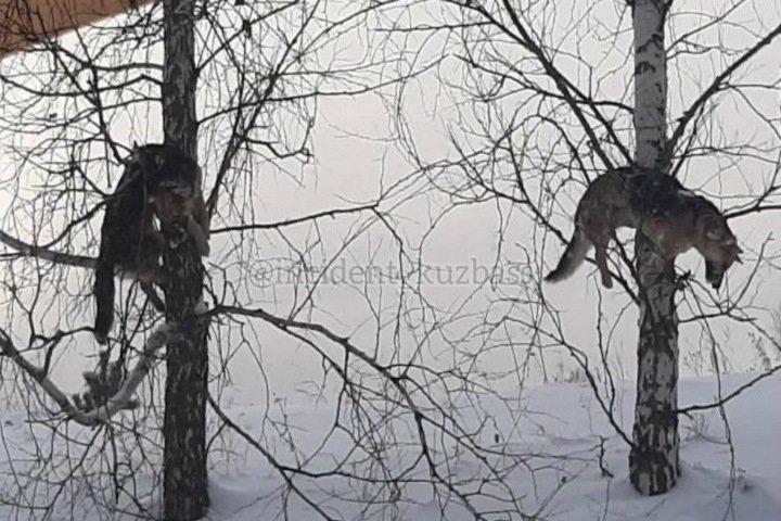 Развешанные на деревьях трупы собак обнаружили в Кузбассе