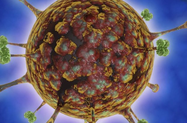 Новая эпидемия: вирус Нипах более опасен, чем Covid-19
