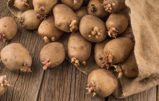 В пищу, в мусорное ведро или для лечения: как использовать проросший картофель