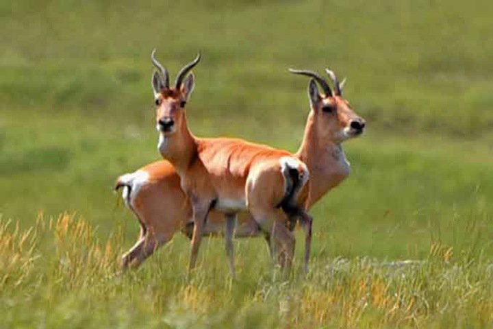 Краснокнижные антилопы погибли, упав в теплотрассу в Забайкалье