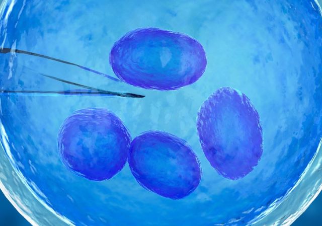 Ученым удалось создать эмбрион из клеток кожи человека