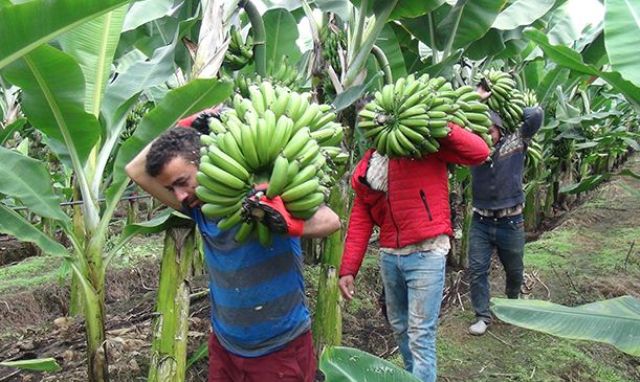Какой инфекцией заражены бананы и почему они могут полностью исчезнуть