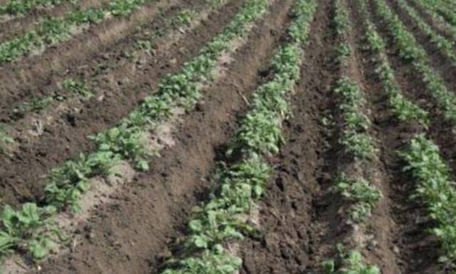 Как вырастить большой урожай картофеля голландским способом
