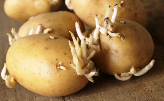 Как вырастить большой урожай картофеля голландским способом