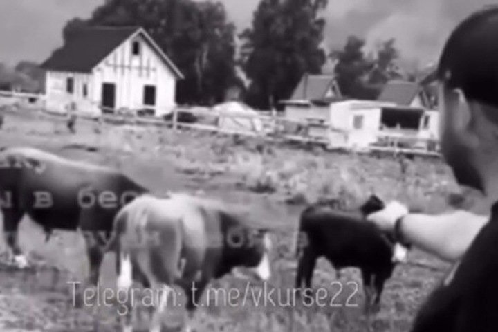 Мужчина расстрелял пасущихся коров на Алтае