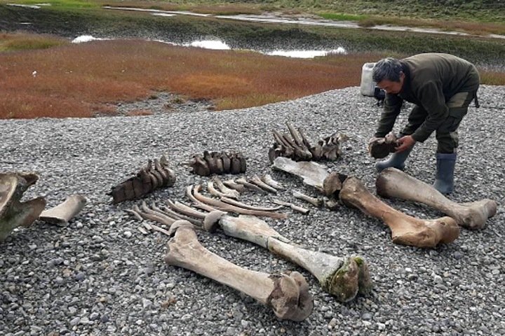 Древнейшие в Арктике следы человека нашли на Новосибирских островах