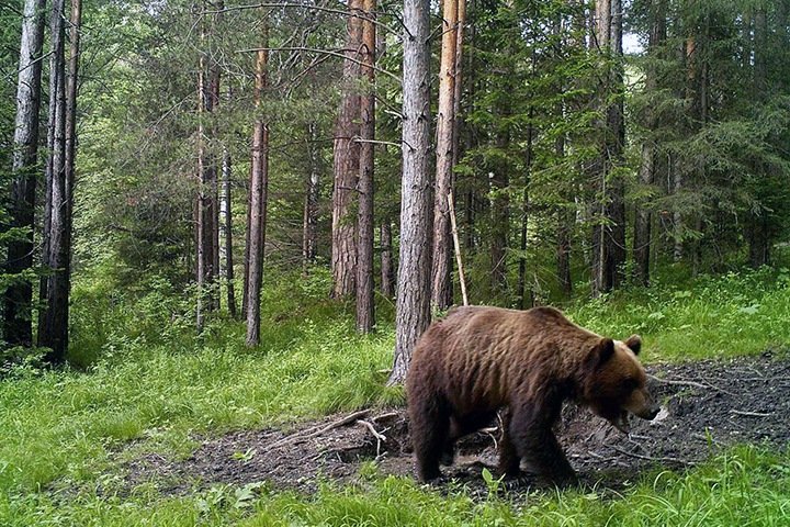 Почему медведи выходят к людям и зачем беспилотник на Байкале. Сибирь за неделю