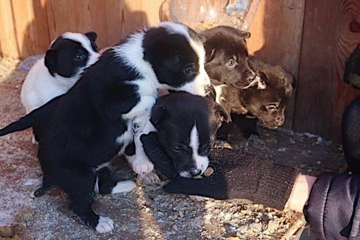 Красноярские полицейские спасли семерых щенят. Теперь им ищут новый дом