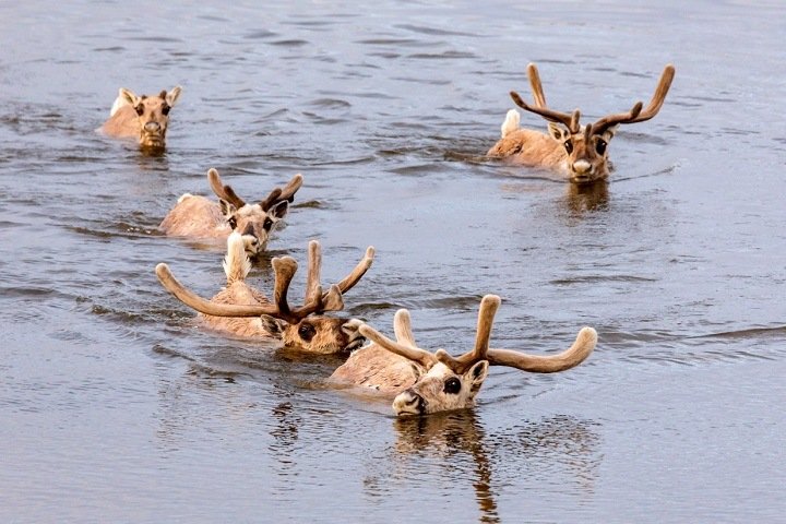 Специалисты подтвердили резкое снижение численности северного оленя в Красноярском крае