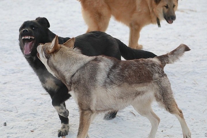 Собаки напали на ребенка в Красноярске