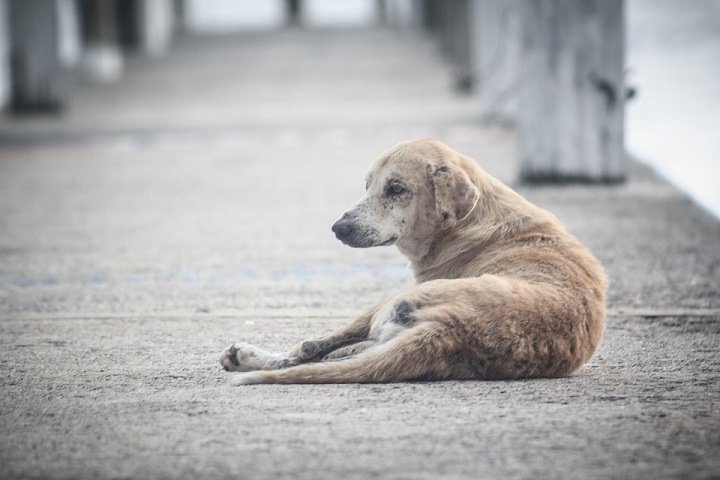 Глава СК поручил проработать изменения в законодательство после смертельного нападения собак на девочку в Забайкалье