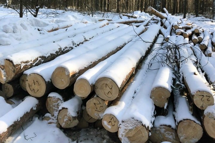 Чиновники назвали законными рубки деревьев в Заельцовском бору под Новосибирском